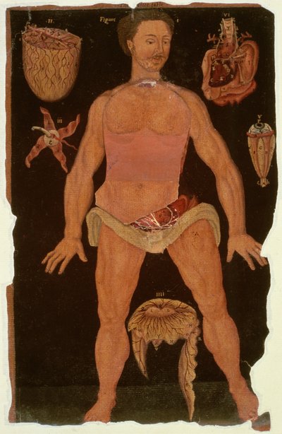 Ms Hunter 364 Tabel XII Dissektion (lukket tilstand) fra Anatomical Tables, af John Banister (1540-1610) (olie på brunt papir) af English School